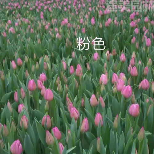 郁金香圖片 郁金香圖片