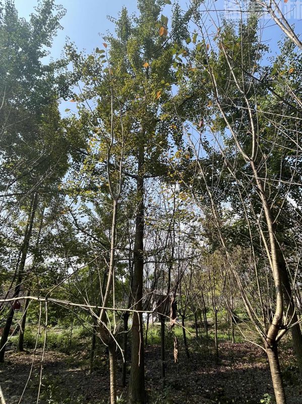 銀杏樹圖片 銀杏樹圖片