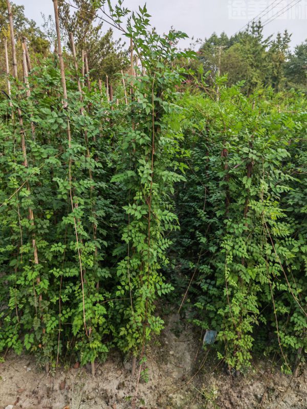 凌霄花圖片 凌霄花圖片