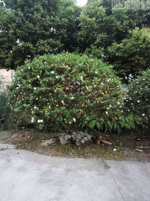 梔子花圖片 梔子花圖片