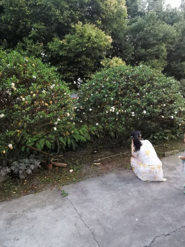 梔子花圖片 梔子花圖片