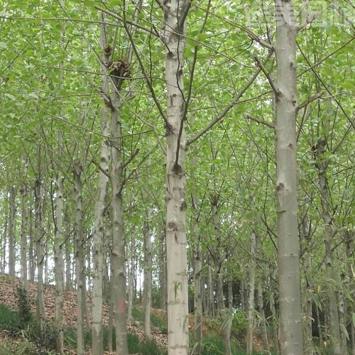 梧桐圖片 梧桐圖片