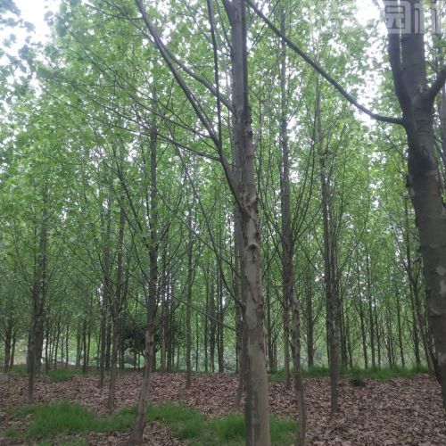 梧桐圖片 梧桐圖片