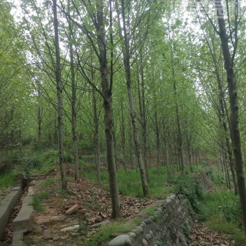 梧桐圖片 梧桐圖片