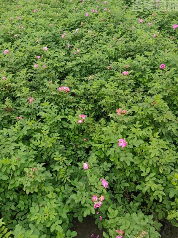 玫瑰圖片 玫瑰圖片