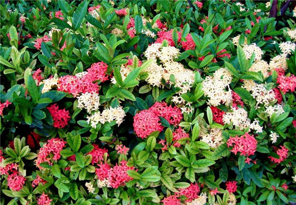 龍船花秋天能種植嗎?