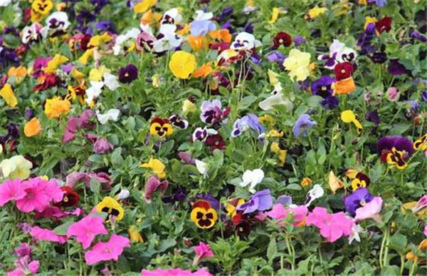 三色堇圖片(多色)