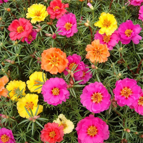 太陽花圖片(又名大花馬齒莧)