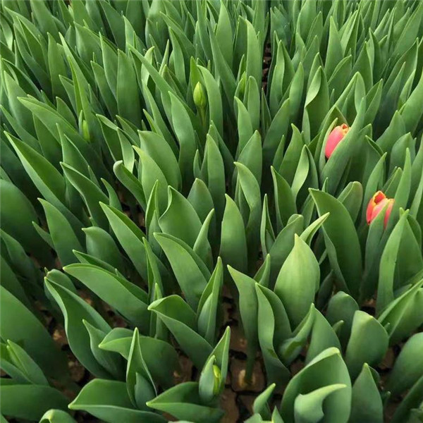 郁金香基地實拍圖片