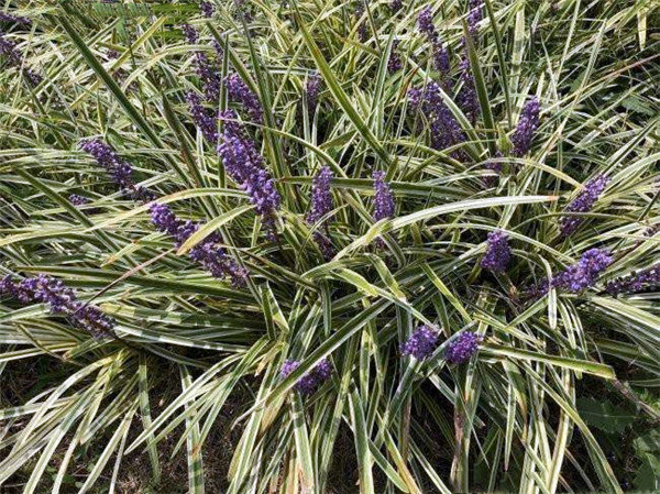 公路護坡綠化有什么比較好的方法?