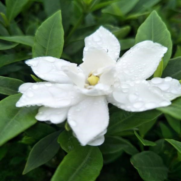 南方常綠灌木有哪些樹(shù)種？