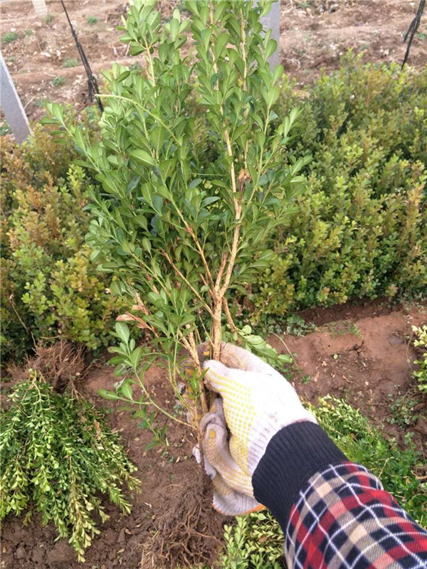 小葉黃楊和瓜子黃楊有什么區(qū)別？