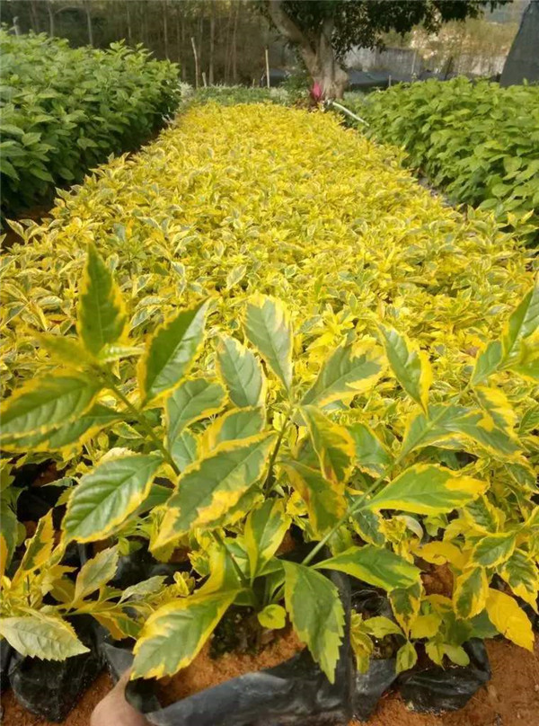 貴州哪里有賣連翹苗的?