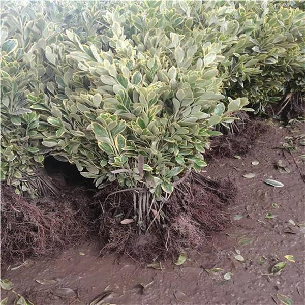 金邊黃楊圖片 金邊黃楊圖片