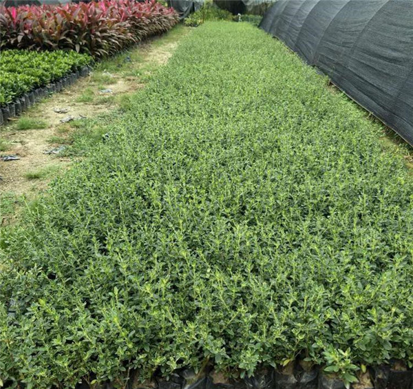 13-14公分刺柏價格是什么樣的？