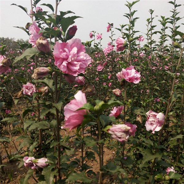 木槿基地實(shí)拍圖片