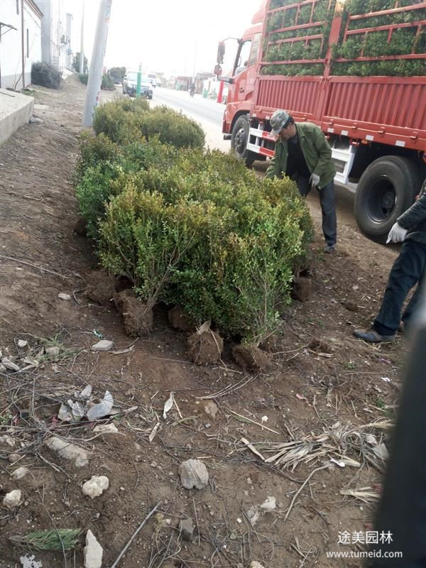 15公分小葉黃楊報價是多少？