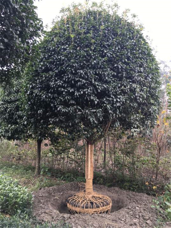 如何辨別八月桂和四季桂？