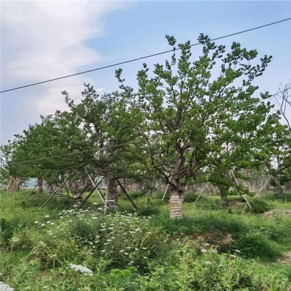 20公分黃連木圖片