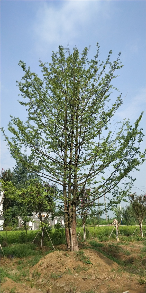 叢生銀杏樹圖片