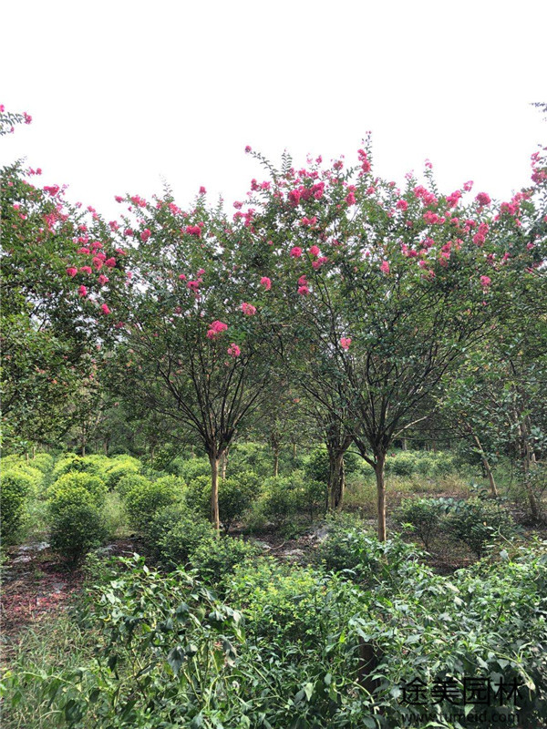 15公分紫薇樹(shù)苗圖片