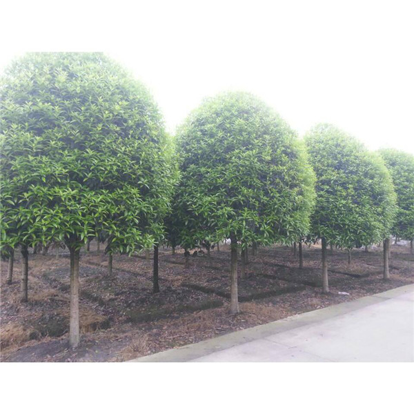 4公分桂花苗，4公分高桿桂花苗批發