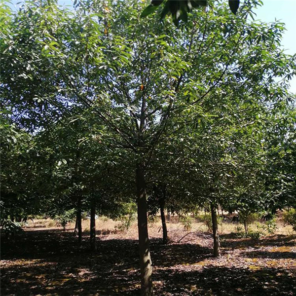 紅花木蓮 紅花木蓮