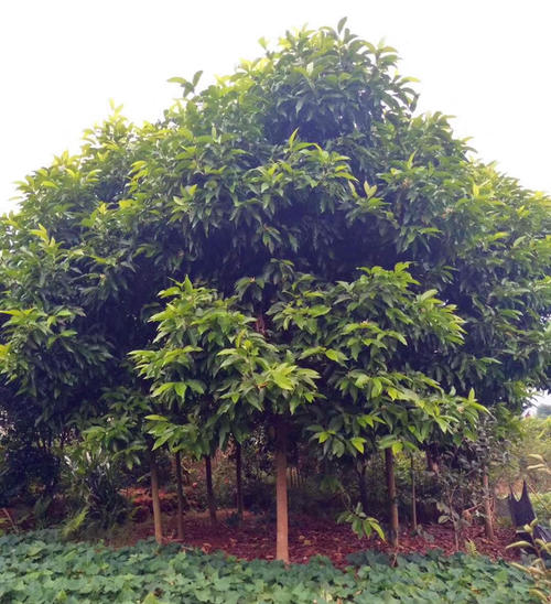 重慶哪里有黃桷樹苗木基地？