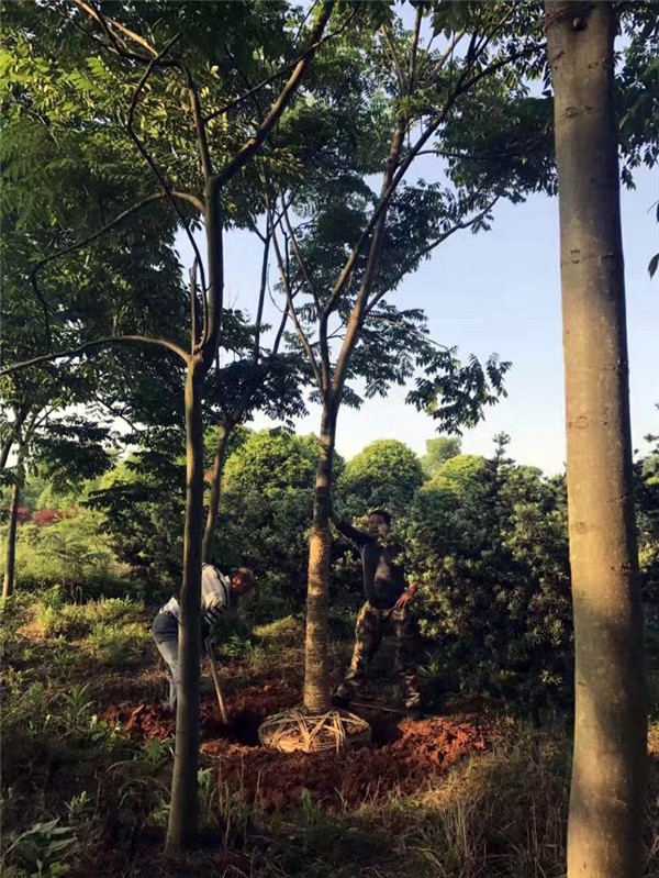 欒樹圖片 欒樹圖片