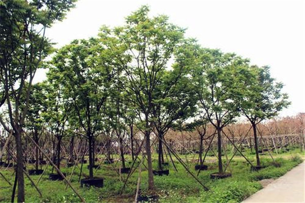 綠化苗木成都到貴州的運費大概多少錢？