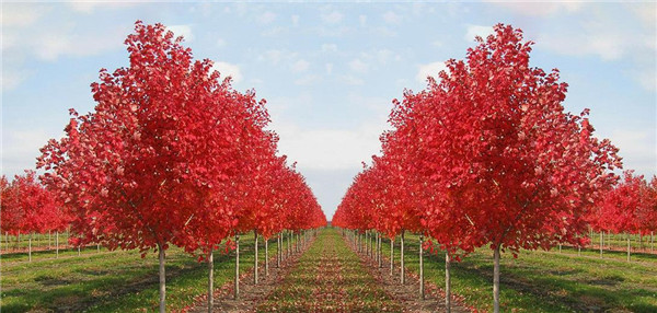 三季紅紅楓的栽培養護技巧