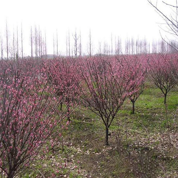 哪里能買(mǎi)得到質(zhì)量好的美人梅？