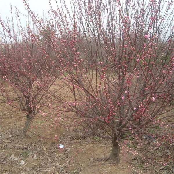 哪里能買(mǎi)得到質(zhì)量好的美人梅？