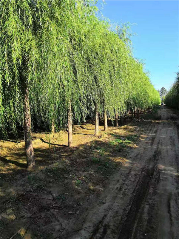 哪些綠化苗木品種可用于生態(tài)修復(fù)？