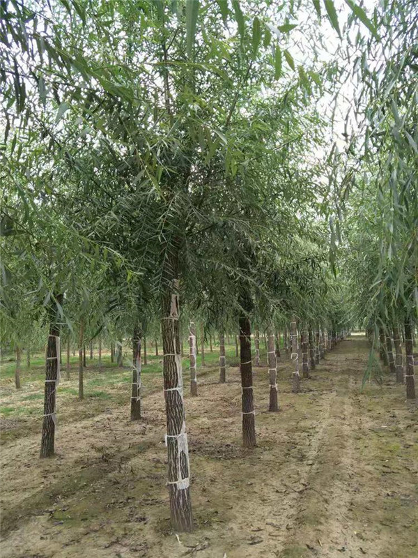 垂柳6月份可以種植嗎？