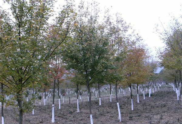 綠化苗木成都到貴州的運費大概多少錢？