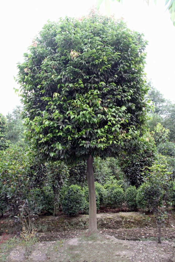 怎樣管理天竺桂，天竺桂有何經(jīng)濟(jì)價值？