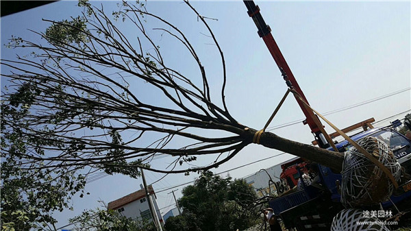 叢生香樟和普通香樟有什么區(qū)別？