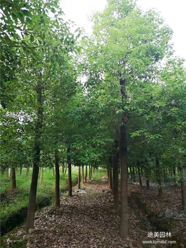 有哪些品種的綠化苗木適合種植在河道兩旁？