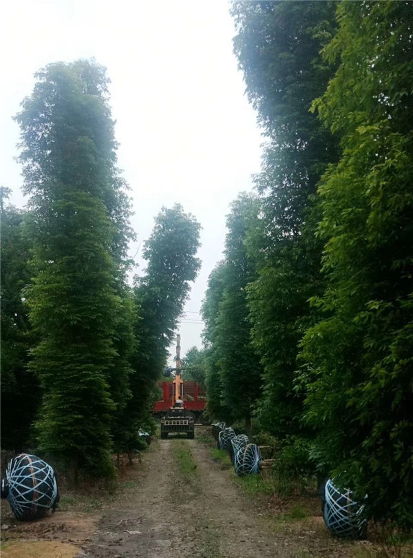 楨楠的主要價(jià)值是什么？