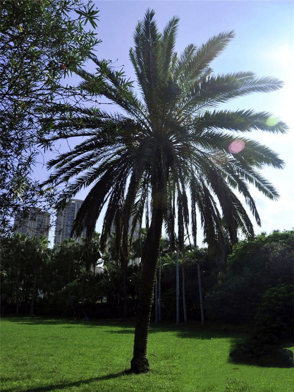 有哪些品種的綠化苗木適合種植在河道兩旁？