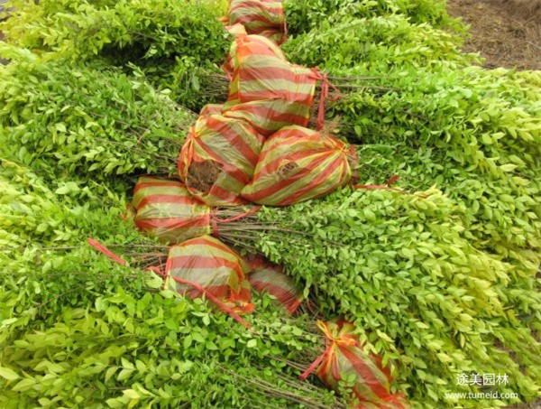 金葉女貞 金葉女貞