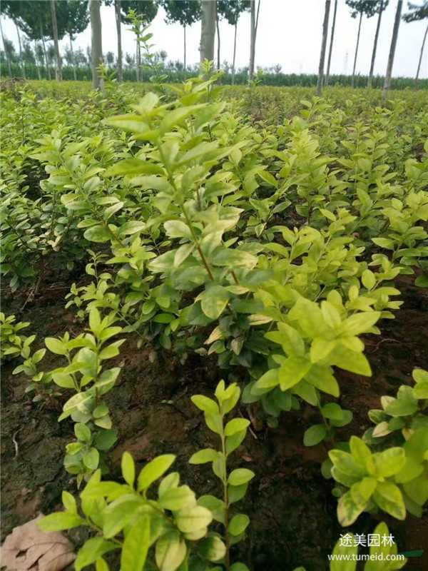 金葉女貞 金葉女貞