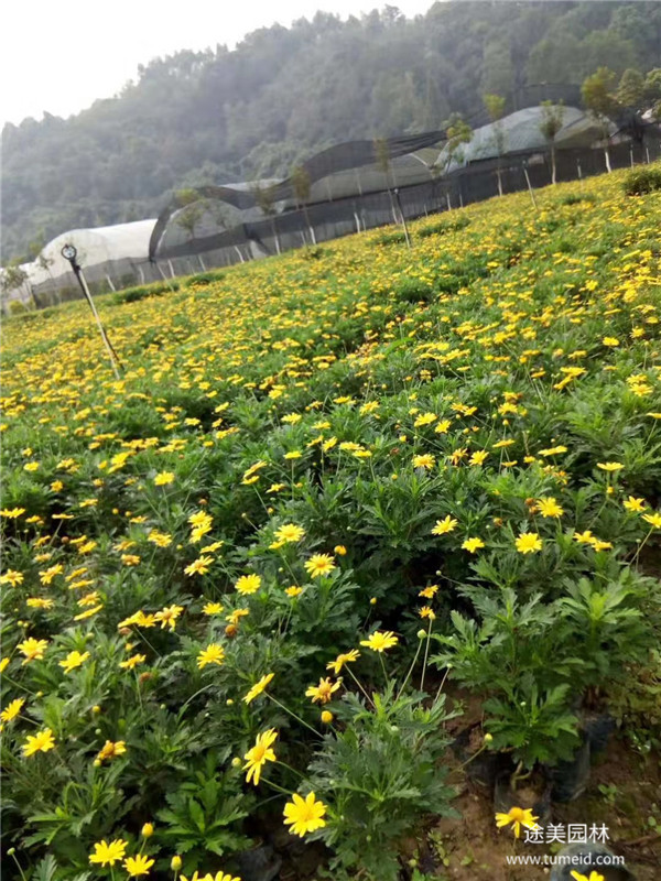 黃金菊圖片 黃金菊圖片