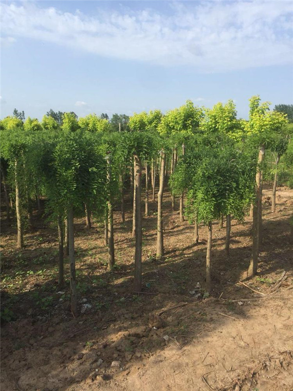 龍爪槐圖片 龍爪槐圖片