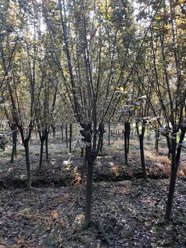 紅葉李圖片 紅葉李圖片